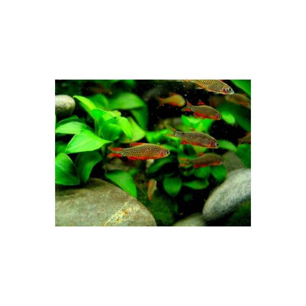 Danio Margaritatus L