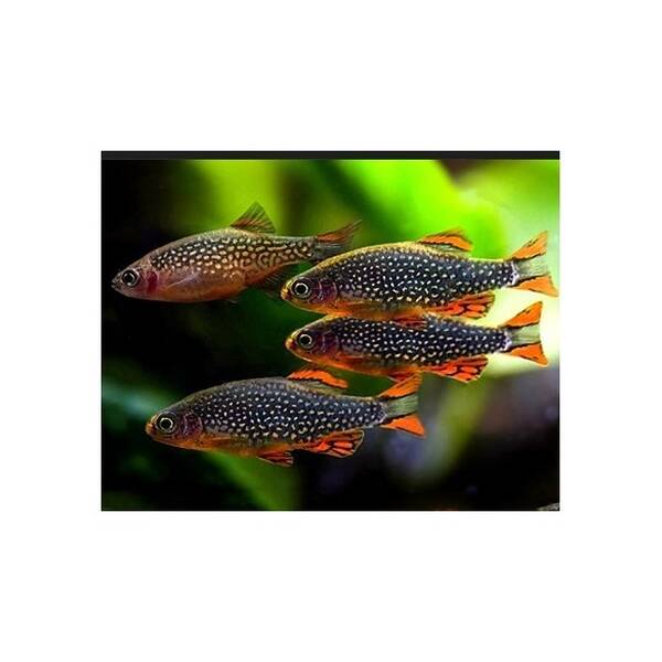 Danio Margaritatus M