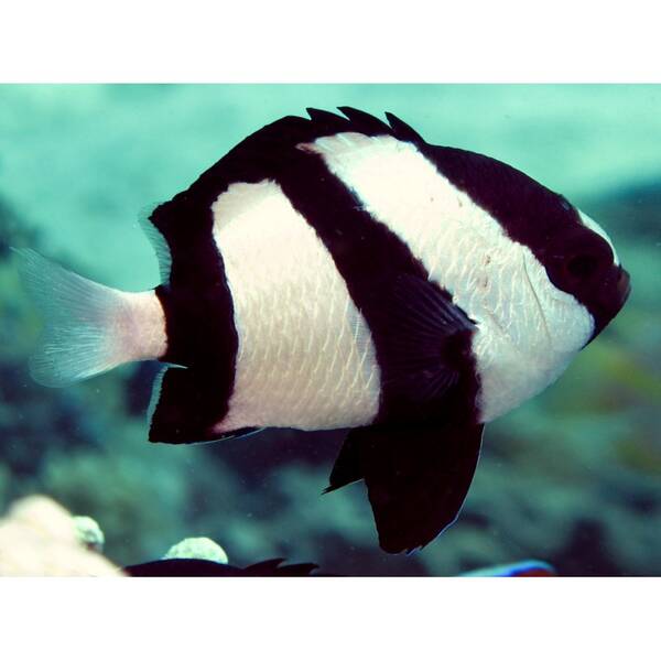 Dascyllus Aruanus L