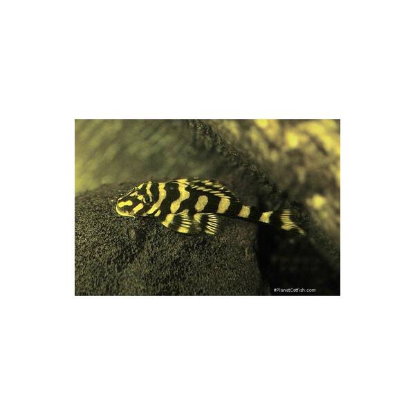 Dekeyseria Picta L168 M