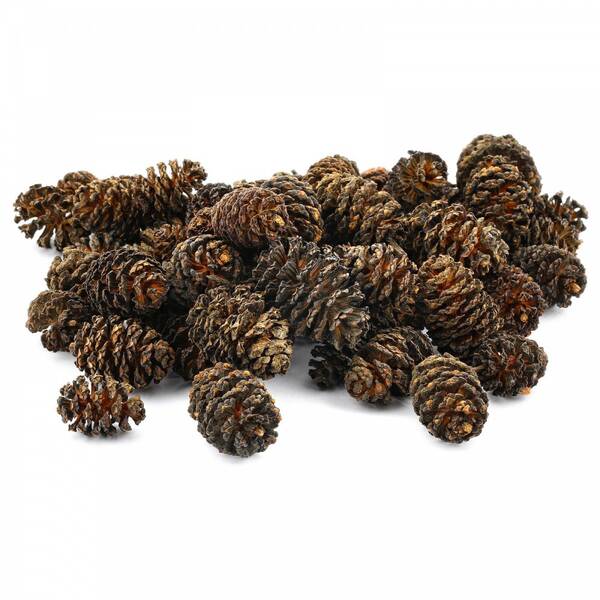 Dennerle Black Cones Alder Cones Dennerle Black Cones Alder Cones