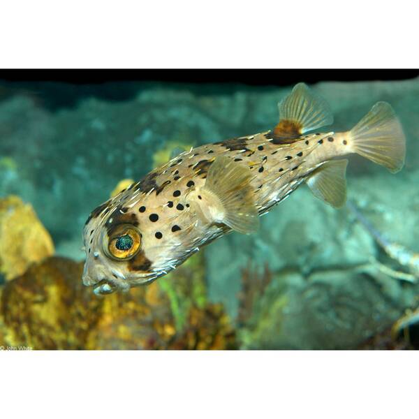 Diodon Holocanthus S