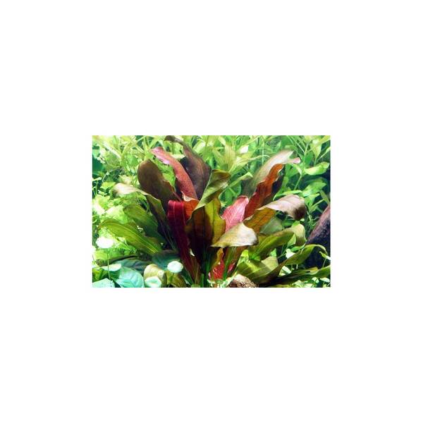 Stoffels Echinodorus 'Rose'