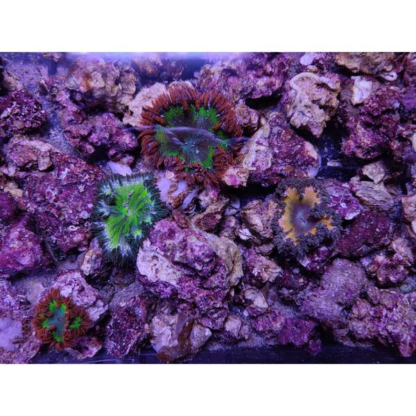 Epicystis Crucifer M