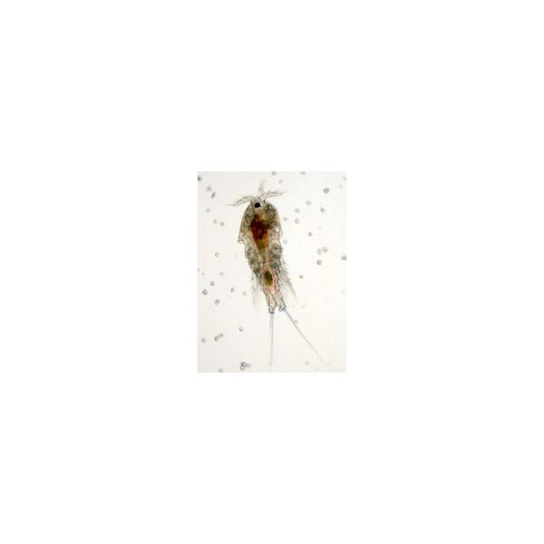 Firstbite Copepods 100ml