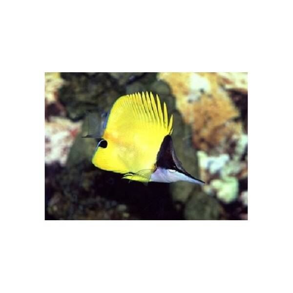 Forcipiger Flavissimus M