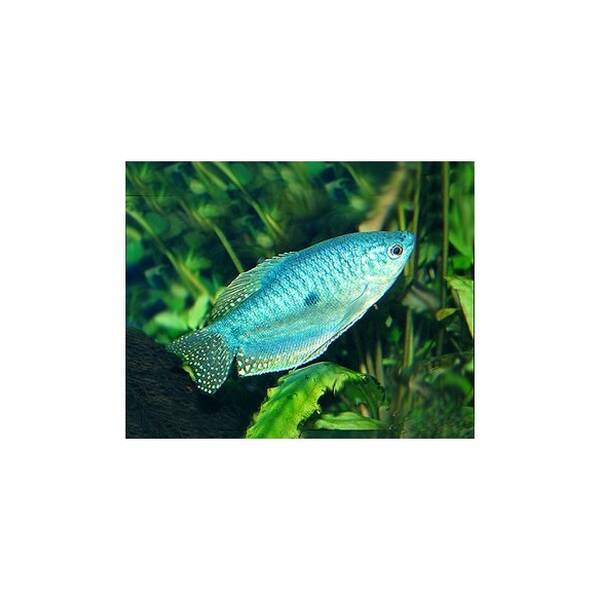 Gourami Blue 4-4.5cm