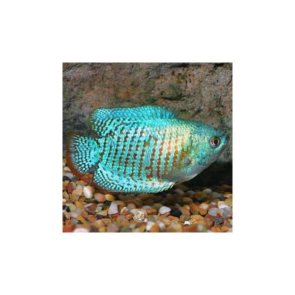 Gourami Cobalt Blue Dwarf (M/F)