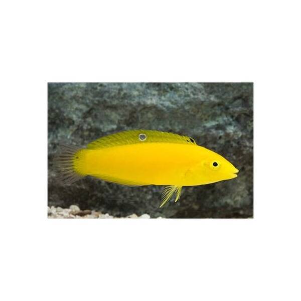 Halichoeres Chrysus M