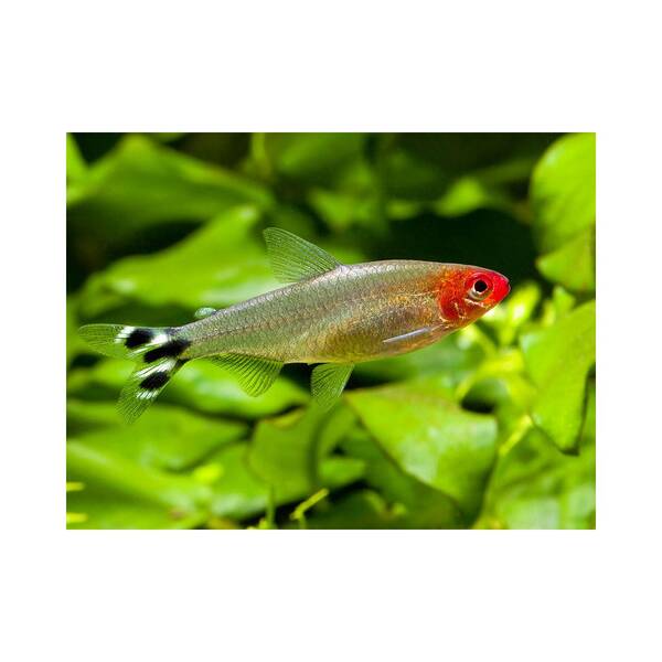 Hemigrammus Bleheri