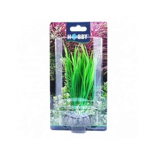 Hobby Cyperus 16cm