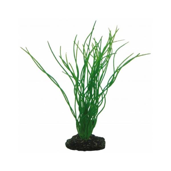 Hobby Sagittaria 20 cm