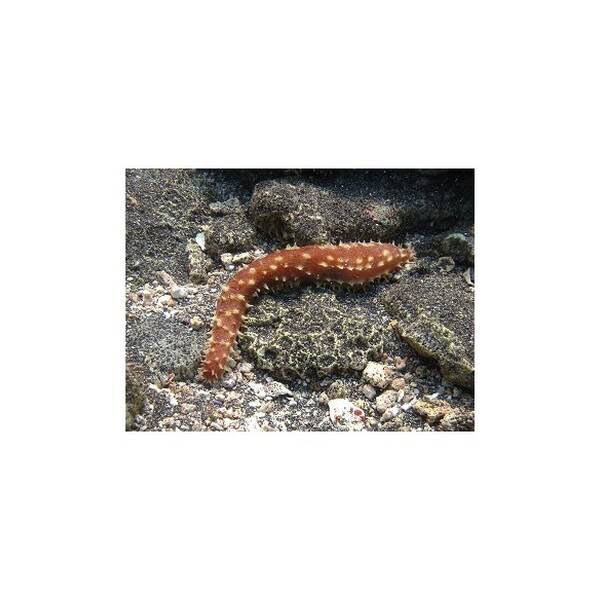 Holothuria (Mertensiothuria) Hilla M