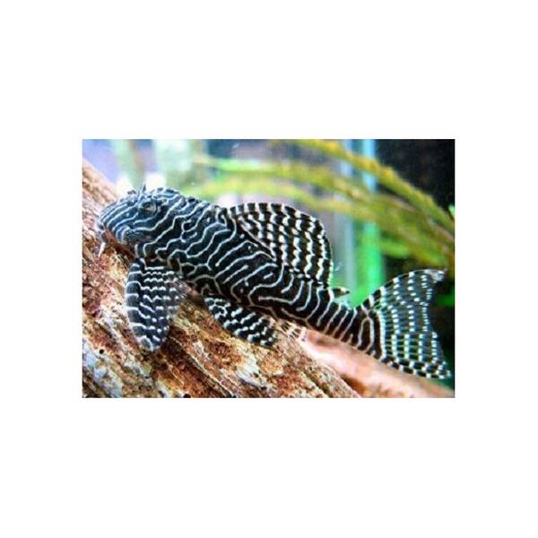 Hypancistrus sp. L260 (Queen Arabesque) 3-4cm