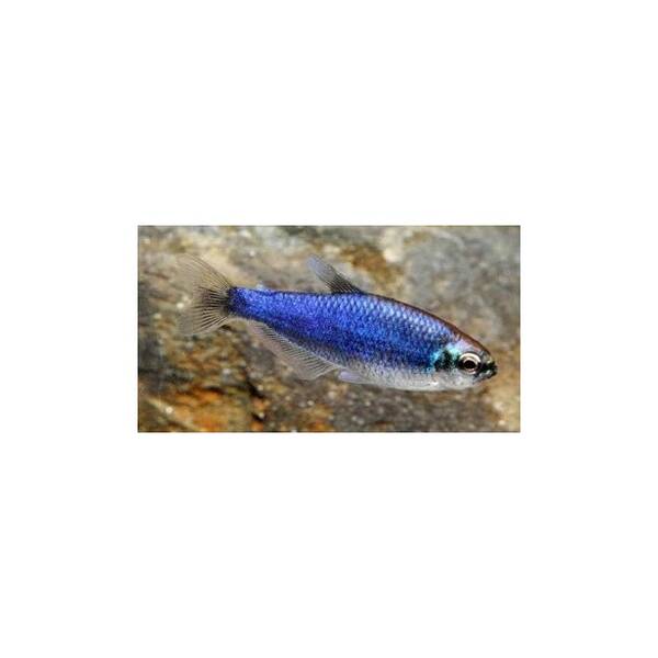Inpaicthys Kerri Super Blue