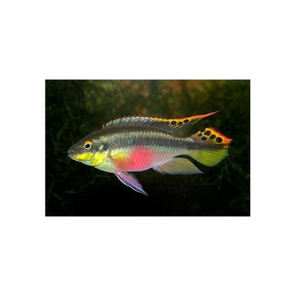 Pelvicachromis Pulcher Super Red 3-3.5cm