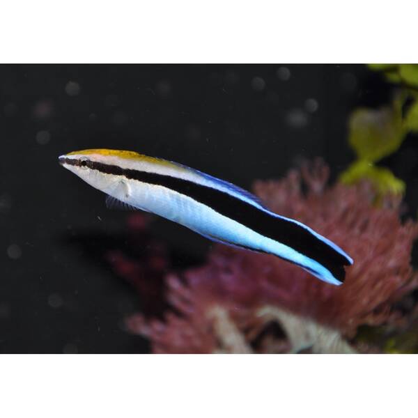 Labroides dimidiatus M