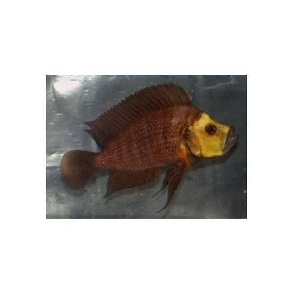 Lambrologus Compressiseps Gold Head 4-5cm