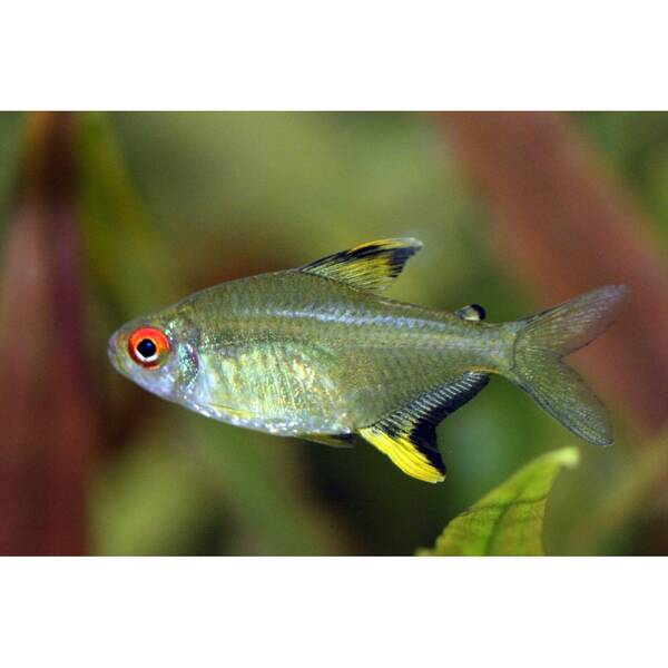 Lemon Tetra M