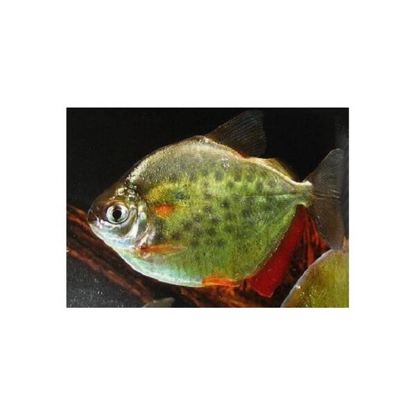 Metynnis Maculatus S