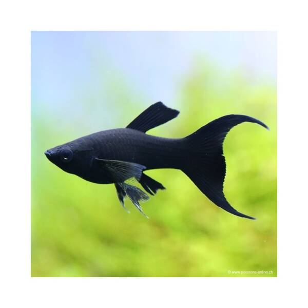 Molly Black Longfin S