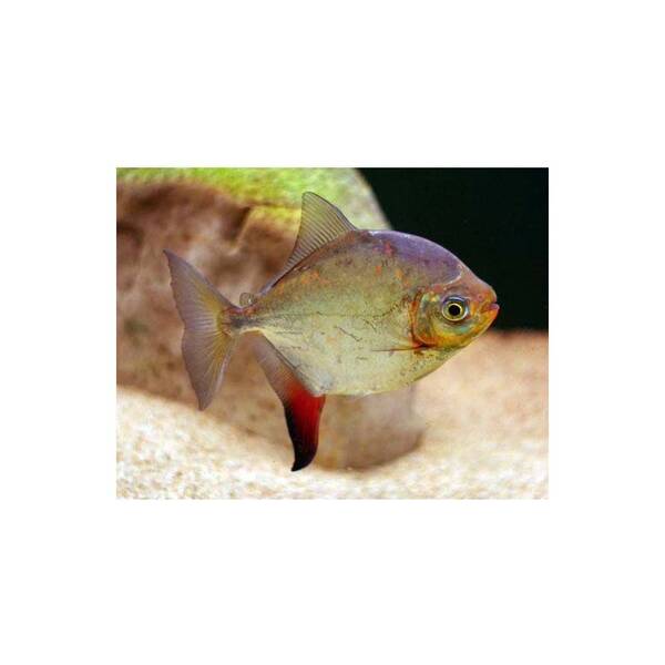 Myleus rubripinnis (Redhook) 15-17cm