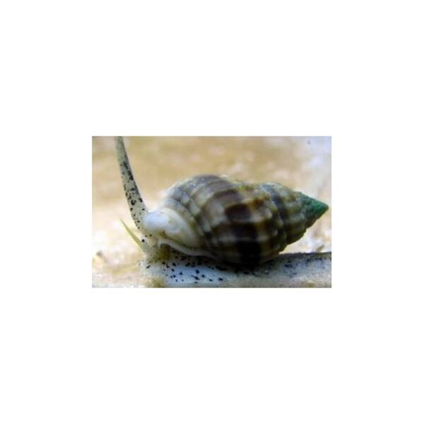 Nassarius Vibex Snail