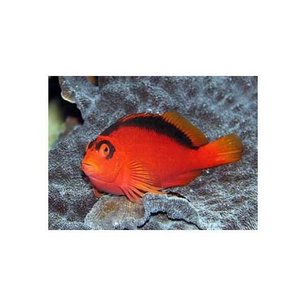 Neocirrhites Armatus