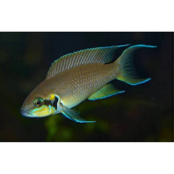 Neolamprologus Brichardi 3-4cm