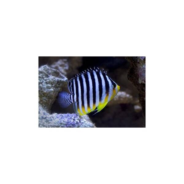 Paracentropyge Multifasciatus M