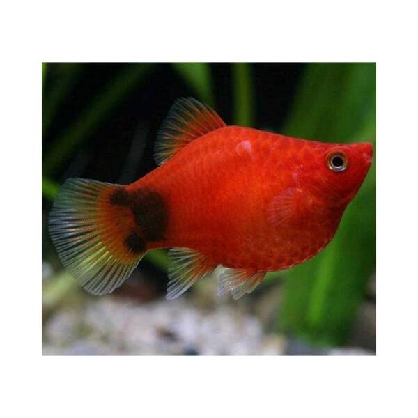 Platy Coral Red Mickey M
