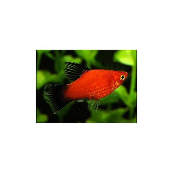 Red Platy