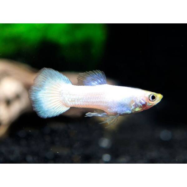 Poecilia Reticulata Snow White Male