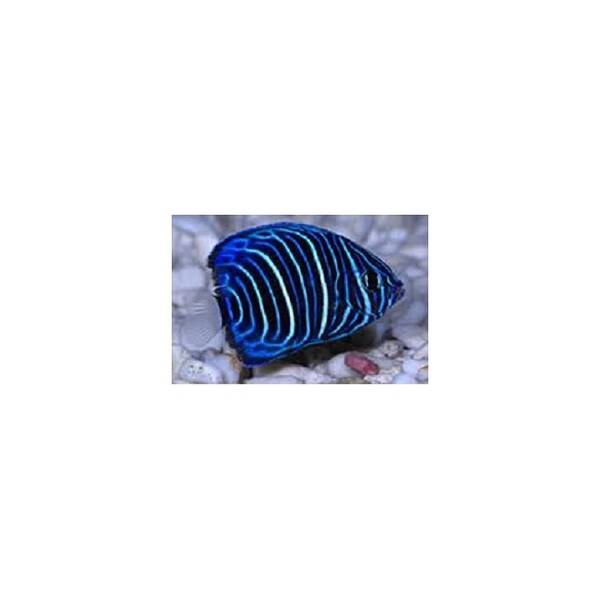 Pomacanthus Annularis J