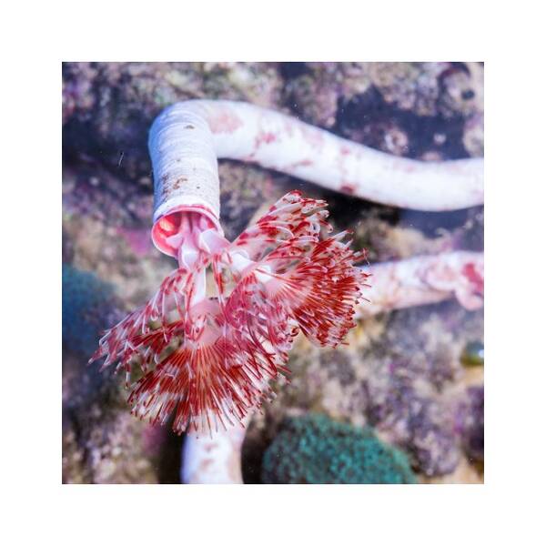 Protula Bispilaris (Red/White) M