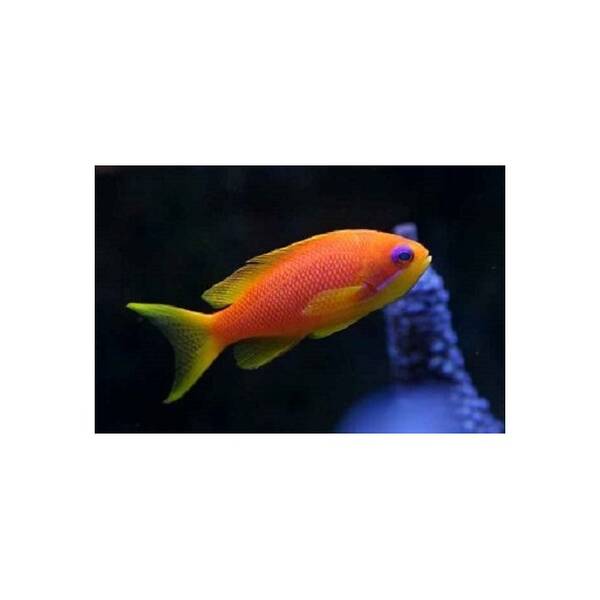 Pseudanthias Squamipinnis female