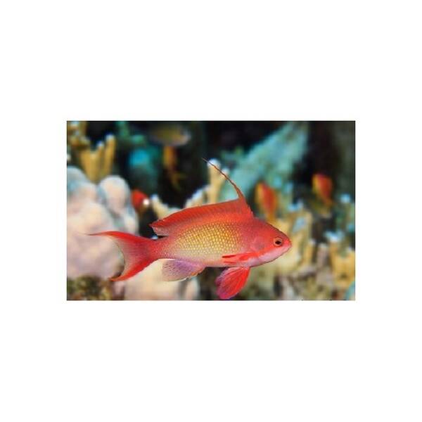 Pseudanthias Squamipinnis male L