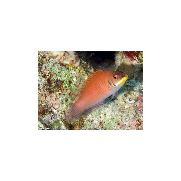 Pseudocheilinus Evanidus M