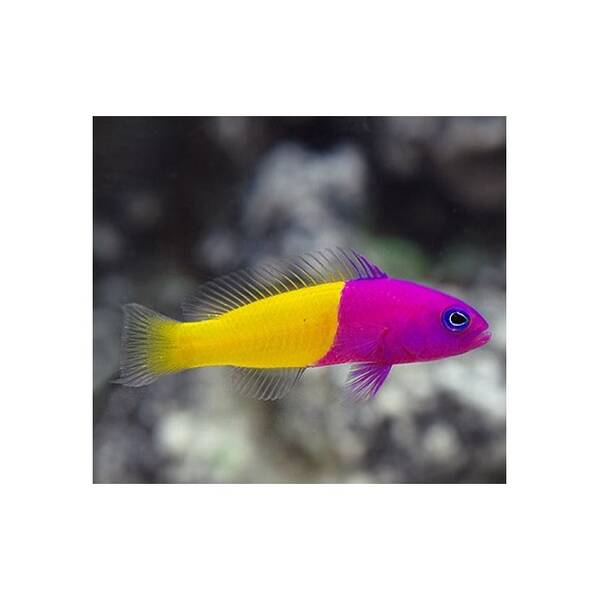 Pseudochromis Paccagnellae M