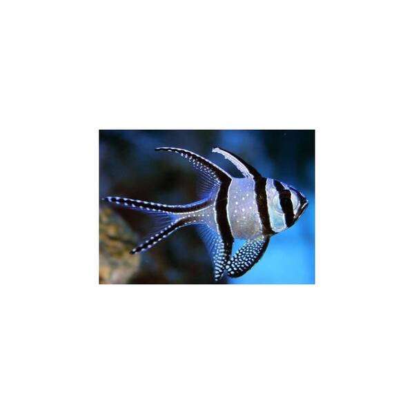 Pterapogon Kauderni