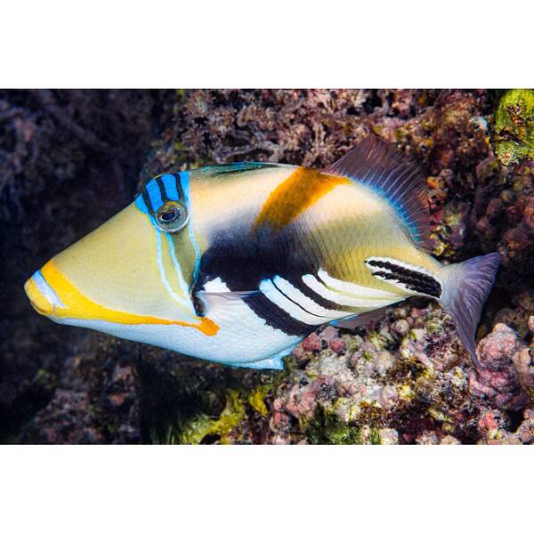 Rhinecanthus Aculeatus S