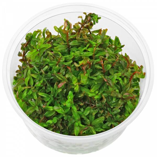 Rotala Rotundifolia 'H'ra' In Vitro