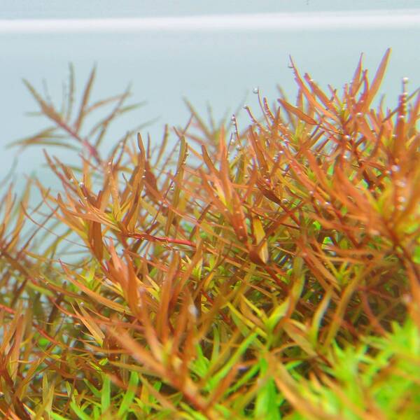 Rotala Rotundifolia 'H'ra' In Vitro