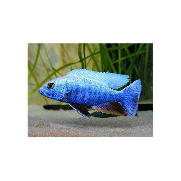 Sciaenochromis Ahli electric blue 6-7cm