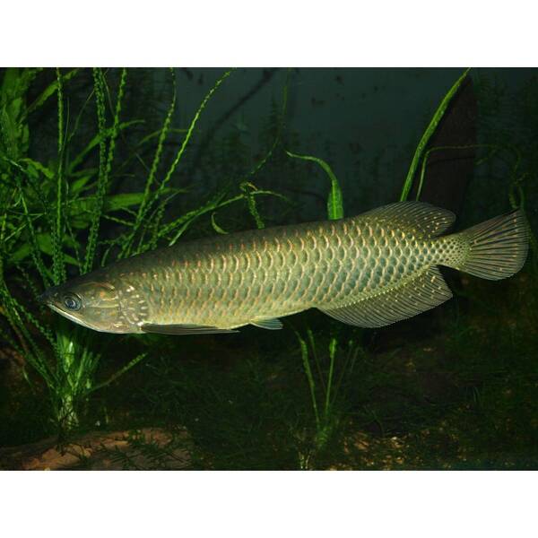 Scleropages Jardini M