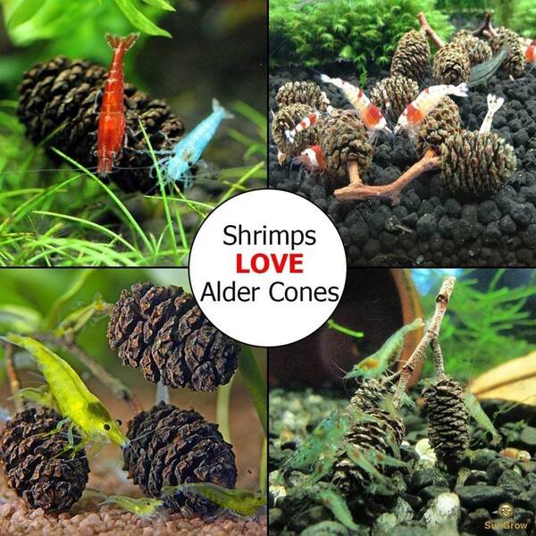 Sera Alder Cones 50pcs