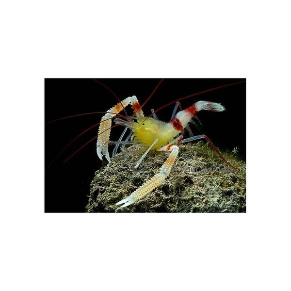 Stenopus Cyanoscelis M