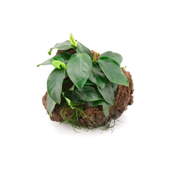 Stoffels Anubias Barteri Nana On Lavastone Midi