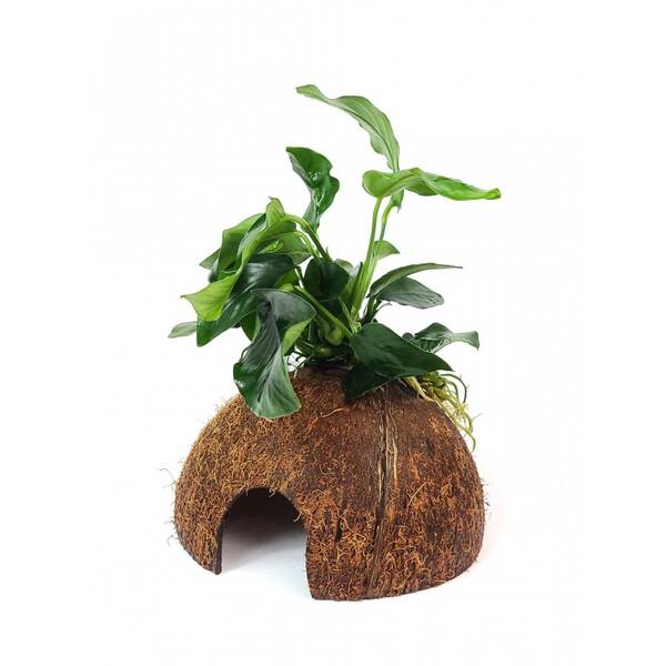 Stoffels Anubias barteri var. nana on Coco