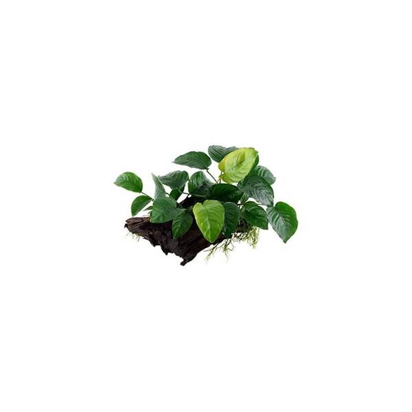 Stoffels Anubias barteri var. Nana on wood Large